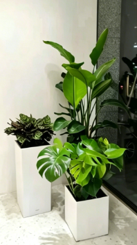 慈溪商务花卉出租-杭州湾绿植租摆服务公司-杭州湾办公室植物租赁-宁波绿色植物租赁
